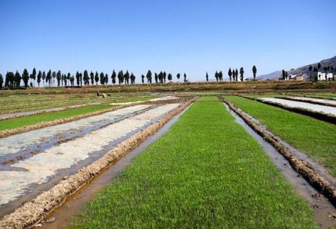 水稻無紡布農(nóng)田